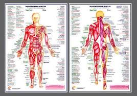 major muscles anatomy wall chart poster combo 2 posters chartex ltd