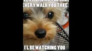 Tag for funniest puppy memes 37 funny animal memes that will have. Funny Pet Memes Clean Pet S Gallery
