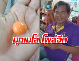 ทำความรู้จัก ไข่มุกเมโล หนึ่งในไข่มุกธรรมชาติที่หายากที่สุด และแพงที่สุดของโลก ในหอยทากทะเลแค่ 1 ตัว ในทุกๆ 3,000 ตัวเท่านั้น ที่สร้างมุก. à¸¡ à¸à¹€à¸¡à¹‚à¸¥ à¹‚à¸œà¸¥ à¸­ à¸ à¸«à¸™ à¸¡à¸‹ à¸­à¸«à¸­à¸¢50 à¸šà¸²à¸—à¸«à¸§ à¸‡à¸• à¸¡à¸ à¸™ à¸œà¸‡à¸°à¹€à¸ˆà¸­à¸ˆ à¸‡