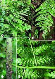 Image result for Diplazium cyamudongoense