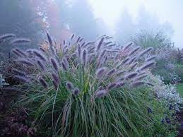 Moudry fountain grass can be useful in the landscape along woodland borders, in mass plantings, in containers or planters, as a border or edger, around decks, swimming pools, and other outdoor living areas, as an accent, in landscape beds or islands, in small groupings or in medians and also in theme. Pennisetum Alopecuriodes Moudry Black Fountain Grass Seedheads Turn From Brown To Black As Season Progresses Prairie Planting Ornamental Grasses Plants