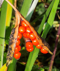 My louisiana irises produced three fat seed pods, and i have several dozen seeds. Can You Plant Iris Seed Pods