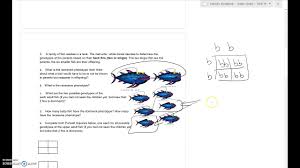 Mendelian Genetics Worksheet 2 Youtube