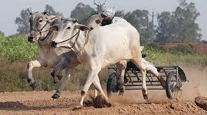 bullock cart races ...