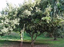 Image result for Heritiera