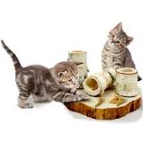 En este vídeo de expertoanimal te explicamos varios juegos para entretener a tu gato en casa . 18 49