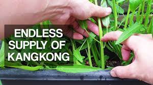 Check spelling or type a new query. Kangkong How To Harvest For Endless Supply Over And Over Again Youtube