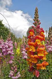 Snap Dragon Garden In Lost Gardens Of Heligan Snapdragon Flowers Dragon Garden Beautiful Flowers