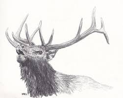 Roosevelt elk have been reintroduced into alaska where the largest males are estimated to weigh up to 1300 pounds. Bull Elk Drawing By Nicole Grattan