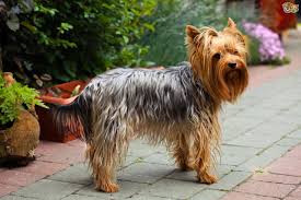 Are yorkie poos easy to train? Yorkshire Terrier Dog Breed Facts Highlights Buying Advice Pets4homes