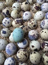 Birds That Lay Blue Eggs On The Ground Help Us Isolate The Coturnix Quail Blue Egg Phenotype The Jazzy Jazmine Selective Breeding Proje Quail Raising Quail Quail Eggs