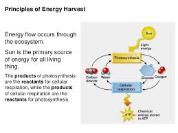 2016 Cellular Respiration And Photosynthesis