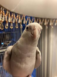 Cornelius reminding you that this is your last chance to vote for him! :  r/cockatiel