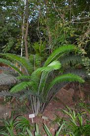 Image result for Encephalartos villosus