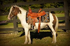 We did not find results for: Ponies For Sale Horse Of My Dreams