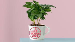 Trader joe's didn't warn us for this. Trader Joe S Coffee Plants What You Should Know Real Simple