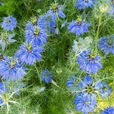 Miss Jekyll Dark Blue Dried Flower Arrangements Globe Amaranth Annual Garden