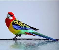 Bird With Red Spot On Head And Yellow Wings Pin By Susan Conlon On Birds Pet Birds Pretty Birds Beautiful Birds