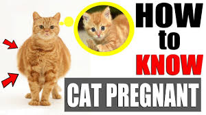 Cat pregnancy normally lasts between 63 to 67 days, but it can be tough to know exactly how long a cat is pregnant for. Cat Pregnant Symptoms How To Knowif Your Cat Is Pregnant When Pet Be Cat Pregnant