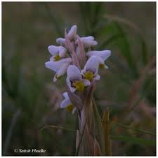 Image result for Zeuxine elongata