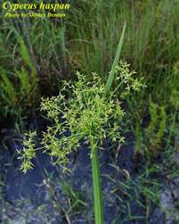 Image result for Cyperus haspan