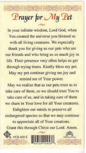 Speak it daily or listen to this video over and over again and allow the word of god concerning this all i ask you to do is to agree with me as i pray and we seek our heavenly father regarding prayers for cats health. Pin On Prayers Praise Love