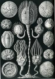 Haeckel's father, carl haeckel, was chief administrative advisor for religious and educational affairs in merseburg. Ernst Haeckel German Biologist Bio Wiki Photos Videos