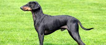 The manchester terrier developed in the english city of manchester which is described as the world's first industrial city. Manchester Terrier Im Rassenportrait Edogs Magazin