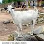 Somali goat from breeds.okstate.edu