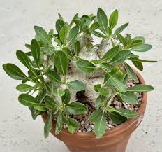 Image result for Euphorbia stenocaulis