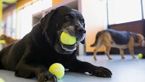 Scopri ricette, idee per la casa, consigli di stile e altre idee da provare. Doggy Daycare Dog Walker Or Pet Sitter Which Is Best Dogtime