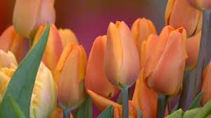 15 deals shark tank regret not taking. Florists Warn Of Flower Shortage As Mother S Day Wedding Season Approach Kstp Com