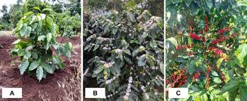 Image result for Coffea salvatrix
