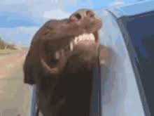 Dog Car Gifs Tenor You can choose the most popular free sleepy dog gifs to your phone or computer. dog car gifs tenor