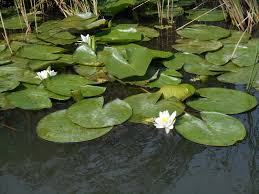 Image result for Nymphaea heudelotii