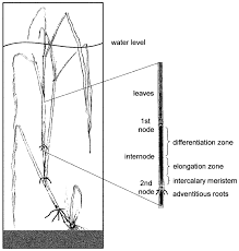We did not find results for: Schematic Drawing Of A Partially Submerged Deepwater Rice Plant With Download Scientific Diagram