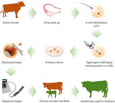 Cattle farm jobs now available. Frontiers On Farm Livestock Genome Editing Using Cutting Edge Reproductive Technologies Sustainable Food Systems