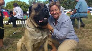 All categories in port elizabeth (keyword: 870 Animals Ideas In 2021 Dog Breeds Dogs Beautiful Dogs