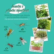 Plantes qui repoussent les gu?pes. La Pause Jardin Beitrage Facebook
