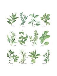 herb chart