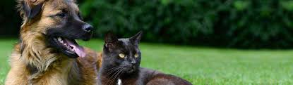 Certains particuliers offrent gratuitement leurs services. Garde Animaux A Bourges Garde Chien Et Chat En Famille Ou A Domicile Visites Et Promenades