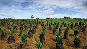 Kebanyakan minyak sawit diproduksi di asia, afrika dan amerika selatan karena pohon kelapa sawit membutuhkan suhu hangat, sinar matahari, dan curah hujan produksi minyak sawit dunia didominasi oleh indonesia dan malaysia. Kelapa Sawit Tanaman Serbaguna Yang Kontroversial