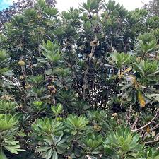 Image result for Pittosporaceae