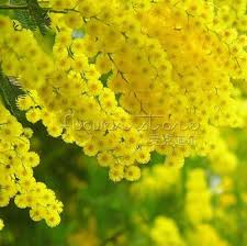 Aliexpress Com Buy 20 Golden Mimosa Seed Acacia Baileyana Yellow Wattle Tree Flower Seeds From Reliable Flower Seed Paper Suppliers Foto Di Fiori Fiori Foto