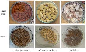 Image result for Dialium guineense