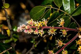 Image result for Cnestis polyphylla