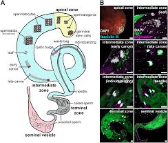 Image result for Spermacoce huillensis