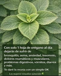 Orégano criollo con anís y clavo