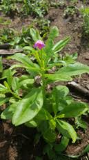 Image result for Virectaria