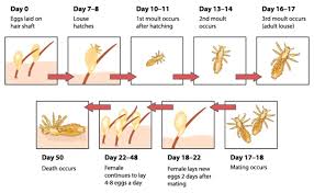 Image result for lice life cycle